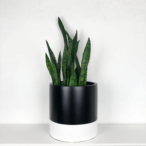 BLACK AND WHITE CYLINDRICAL PLANTER POT WITH MINIMAL DESIGN AND A SANSERVIA PLANT
