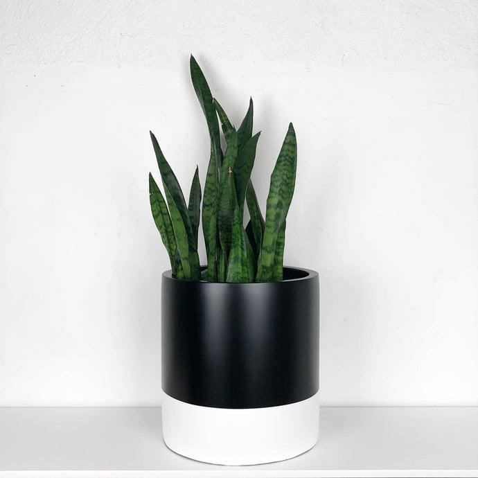 NEUTRAL TWO TONED CYLINDRICAL PLANTER WITH LARGE FIDDLE LEAF FIG