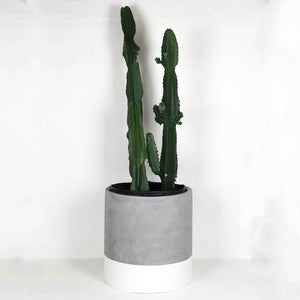 NATURAL STONE CYLINDER POT WITH PAINTED WHITE BOTTOM EDGE WITH A EUPHORBIA INGENS CACTUS