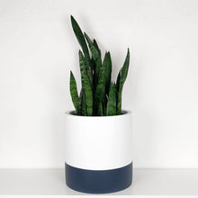 WHITE CYLINDER PLANTER POT WITH A NAVY RIM SHOWCASING A SNAKE PLANT