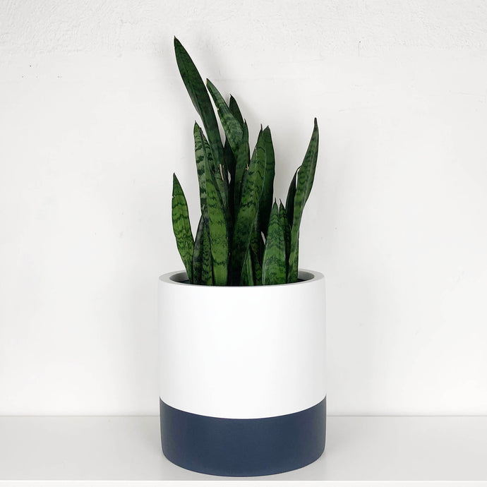 NEUTRAL TWO TONED CYLINDRICAL PLANTER WITH LARGE FIDDLE LEAF FIG