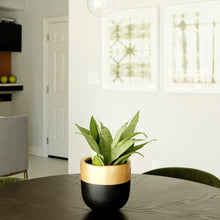 A black and gold Aurum Pot planter with a gold rim at the top edge, displayed on a table with a green plant inside it, set against a room with white walls and artwork.