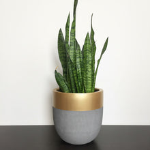 natural grey fiberstone planter pot with a gold painted top rim and snake plant