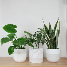 three potted plants, in white and grey patterns placed on a wooden shelf.