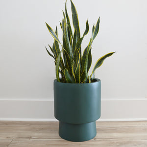 hunter green pedestal planter pot on floor with snake plant.