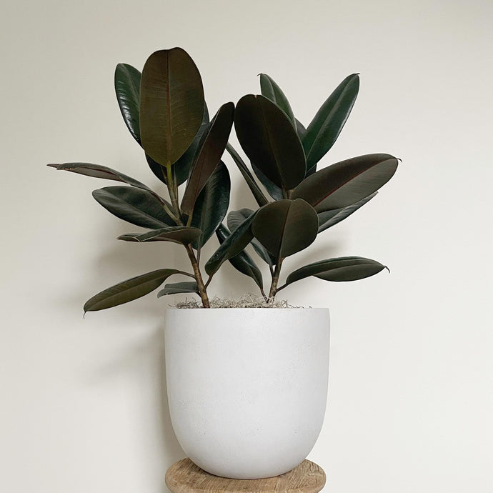 KERRI TEXTURED POT | PLANTER