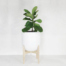 MID CENTURY VIBE MAPLE PLANT POT STAND WITH FIDDLE LEAF FIG TREE