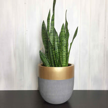 Natural stone Grey plant pot with a gold painted top rim
