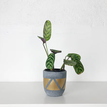 MINI POTS | PLANTERS
