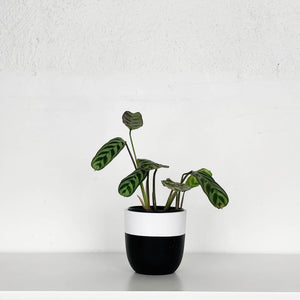 MINI POTS | PLANTERS
