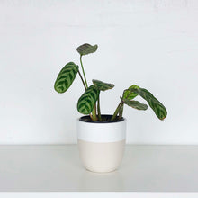 MINI POTS | PLANTERS