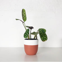 MINI POTS | PLANTERS