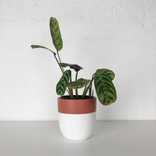 MINI POTS | PLANTERS