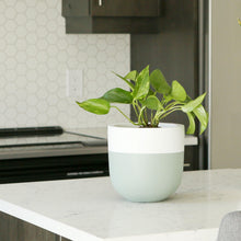Sage green planter pot with white rim on a kitchen counter top
