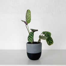 MINI POTS | PLANTERS