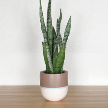 single stripe plant pot with tall plant