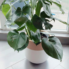 white planter with gold accent with large monstera delicious plant