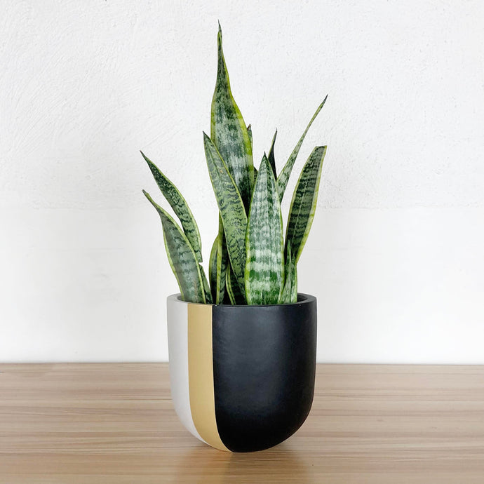 COLOUR BLOCK POT | PLANTER