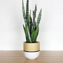 single stripe planter with mustard and black accents