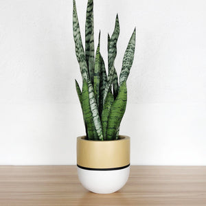single stripe planter with mustard and black accents