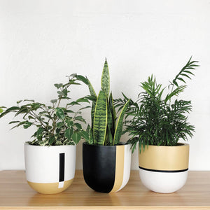 set of three planter pots with green plants