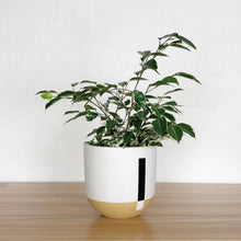 CONNECTED POT | PLANTER