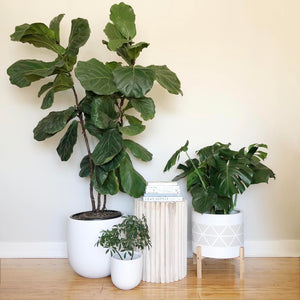A collection of bright White hand painted planter pots with a large Fiddle Leaf Fig,  a bountiful Monstera Deliciosa plant and a poplar wood side table