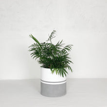 REFLECTION CYLINDER POT | PLANTER