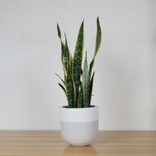 mushroom coloured planter pot on wood shelf with snake plant