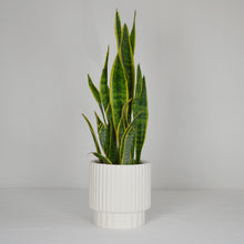 cream coloured fluted planter with snake plant on a white backdrop.  Modern plant pot hand painted with a geometric design. Suitable for indoor and outdoor use. Holds all of your favorite plants, flowers or trees for a decorative look inside and out.