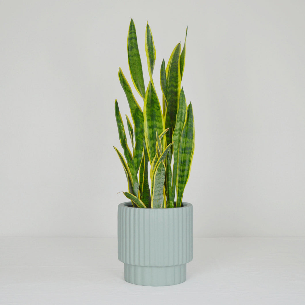 sage green planter with scallop edge placed on white background. Hand painted planter pots with or without drainage holes. Large planters are perfect for indoor trees and lush plants.