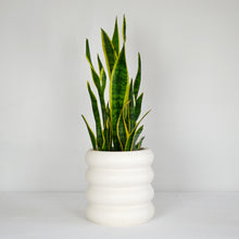 Cream coloured bubble stack planter pot with a large snake plant on a white background