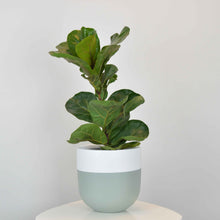 Sage green two-toned round planter pot with fiddle leaf fig
