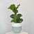 SMALL / SAGE / Yes
