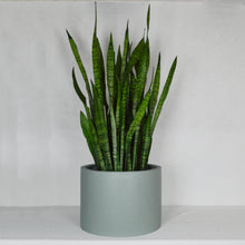 LOW CYLINDER POT | PLANTER