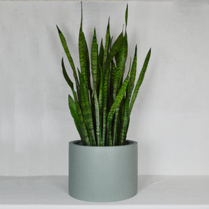 LOW CYLINDER POT | PLANTER