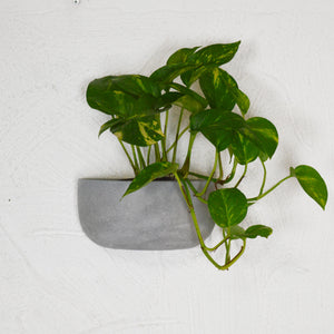 SOLID SHORT WALL PLANTER | POT