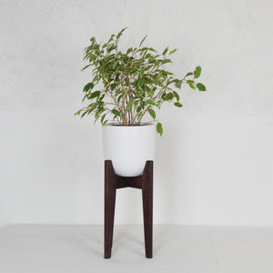 TALL WALNUT MCM PLANT STAND WITH FICUS AUDREY PLANT IN WHITE POT