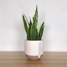 A round, soft pink planter with a Snake Plant inside, placed on a wooden surface against a white wall.