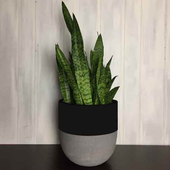 black pot with cement bottom in front of white washed ship lap wall