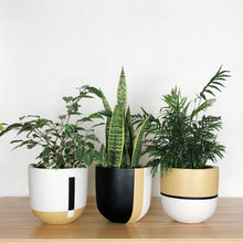 three hand painted planters on a wooden surface with tropical houseplants