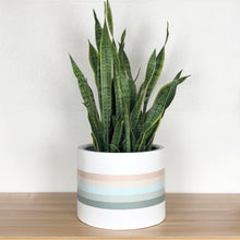 soft pastel painted low cylinder with snake plant