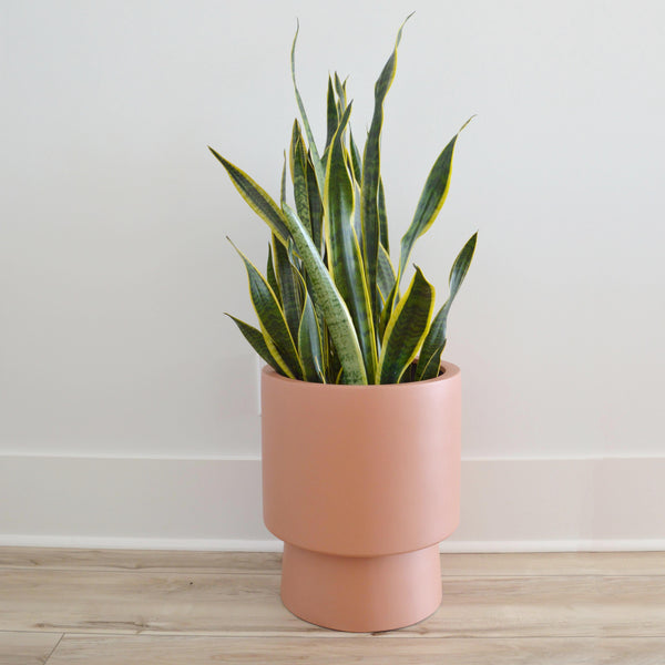 terracotta coloured planter with snake plant on oak floor