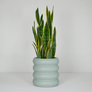 sage green bubble tiered plant pot with snake plant on a white background.