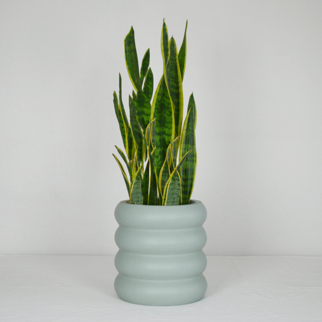 sage green bubble tiered plant pot with snake plant on a white background.