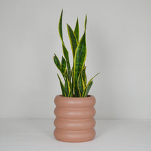 terracotta colour areaware ring stacked plant pot with tall snake plant and a white backdrop.