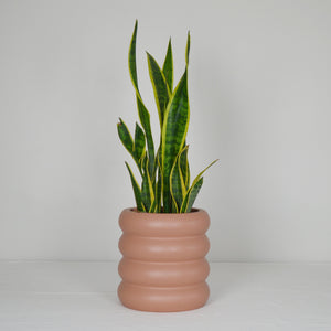 terracotta colour areaware ring stacked plant pot with tall snake plant and a white backdrop.