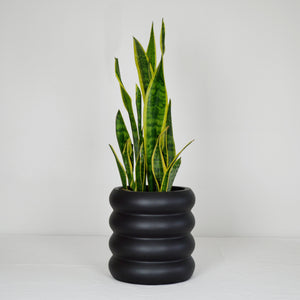 black tiered ring stacked plant pot with sanservia plant on white background.