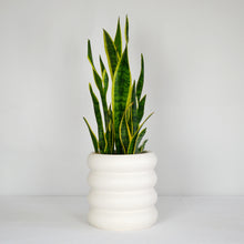Cream coloured bubble stack planter pot with a large snake plant on a white background