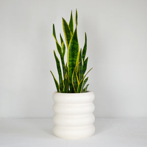 Cream coloured bubble stack planter pot with a large snake plant on a white background